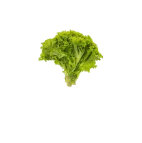 lettuce-image